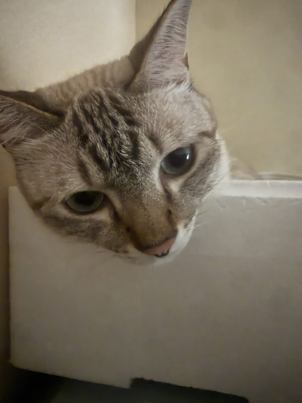 キジトラ猫ライの顔のアップ