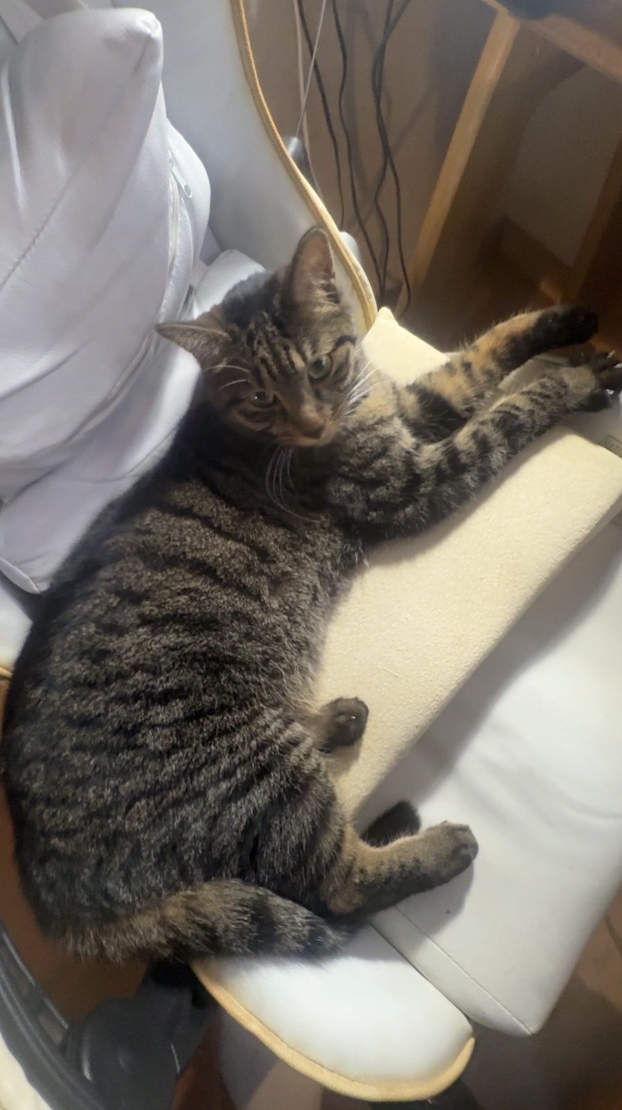 椅子の上で横になるキジトラ猫リク