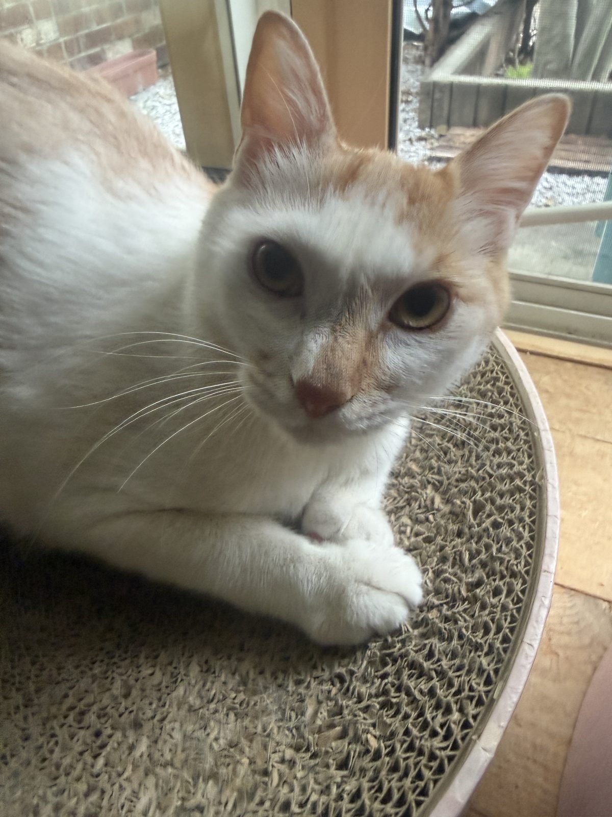 爪とぎの上からこちらを見る白い猫ロン
