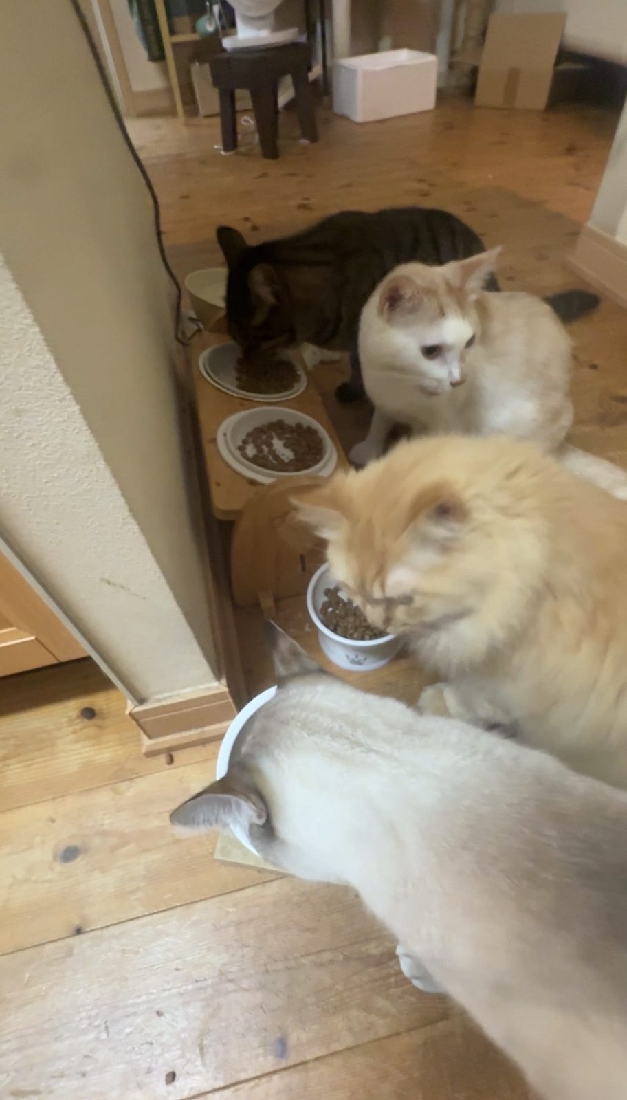 床に並べた器から、それぞれのごはんを食べる4匹の猫